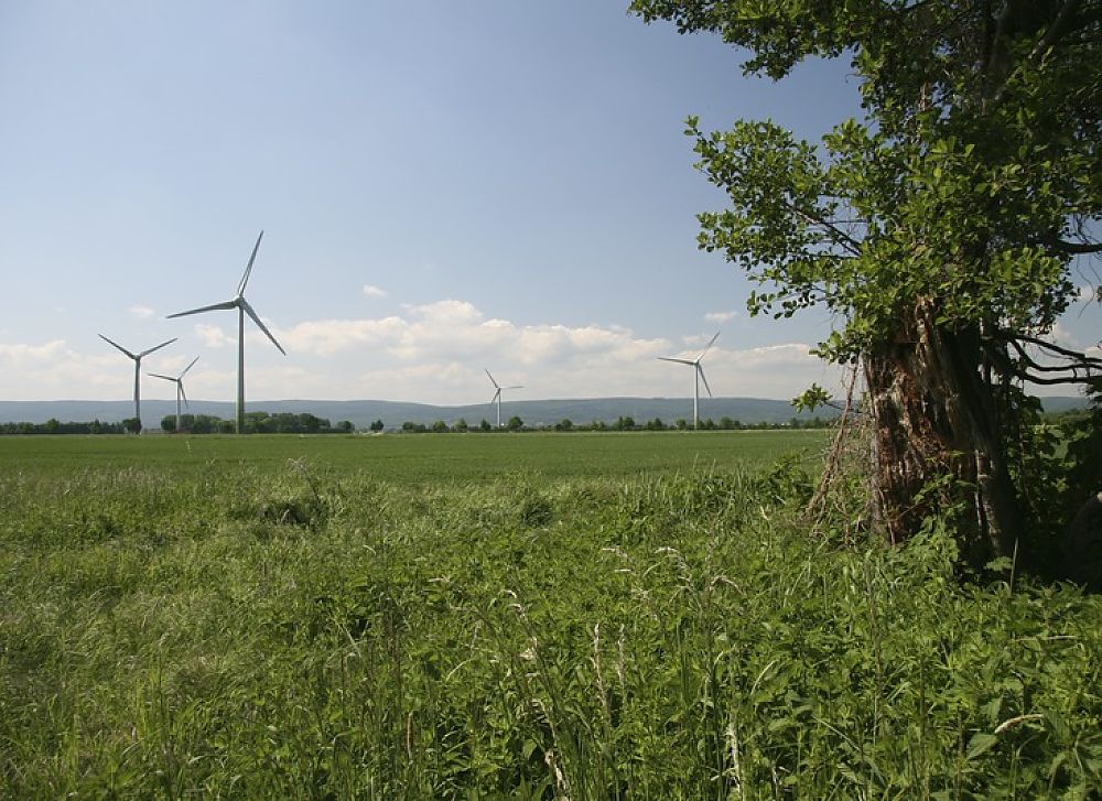Grüne Wiese mit vier Windrädern am Horizont, rechts ein alter Baum, blauer Himmel mit leichten Wolken.