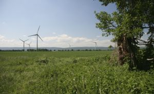 Grüne Wiese mit vier Windrädern am Horizont, rechts ein alter Baum, blauer Himmel mit leichten Wolken.